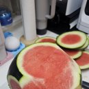 데일리팜 | 데일리팜 씨없는 흑수박 내돈내산 리얼 후기