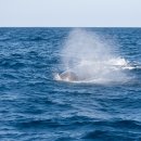 향유고래 [Sperm whale] 이미지