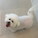 오구오구살롱 | 청라 애견미용 살롱드주 재방문 후기 내돈내산 비숑 미용
