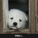 짱야식 네이버블로그