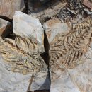 화석농장 이미지