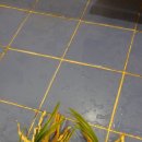 빠바라기 이미지