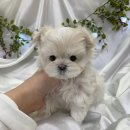 오독안심분양센터 강아지분양 고양이분양 시흥점 이미지