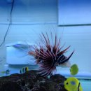 비제이팜 이미지