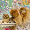 와이즈독 아카데미 이미지