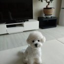 루이비숑 이미지