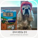 트릿테이블 | 트릿테이블 티티네농장 동결건조 당근 리얼 후기!