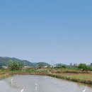 백로는 왜 흰색일까 이미지