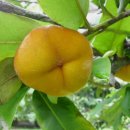 털감 [카마공, 벨벳애플, Diospyros discolor] 이미지