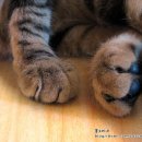 까망 곰 젤리 이미지