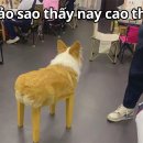 Bảo sao thấy nay cao thế 이미지