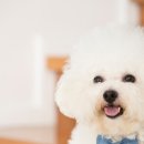 해운대 24시 동물의료원 이미지