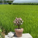 정산약품(주) 네이버블로그