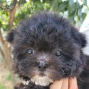 은하수펫샵 이미지