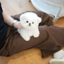 톰퍼피 강아지분양 이미지