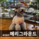 필라그라운드 | [동탄] 메리그라운드 동탄점 라크몽 애견동반 맛집 내돈내산 후기
