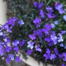 로벨리아 이미지