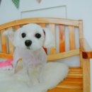 도리도리펫샵 이미지