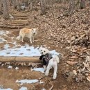 멍멍스쿨 이미지