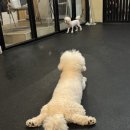 신림 애견카페 평생사랑할개 강아지 천국임. 애견유치원,호텔,실외놀이터까지!