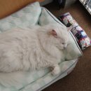 행복하게 달리는 집사 이미지