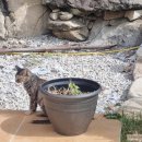 리틀 아쉬람 이미지