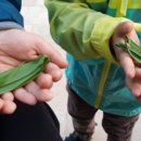 구갈레스피아_M 이미지