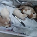 못된강아지 이미지