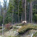캐나다 로키산맥 엘크(Elk, 학명: Cervus canadensis) 이미지