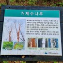 오대산 선재길, 월정사 일주문를 들머리로 신갈과 단풍나무 숲길을 걷고 동피골 넘어 상원사 적멸보궁...
