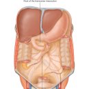 Root of the mesentery 이미지