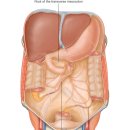 Root of the mesentery 이미지