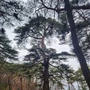 소로4-안영1호선 | 왕과사는남자 관람후 무계획으로 떠난 1박2일 영월->묵호여행 후기 1탄