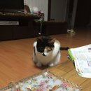 나우두 Daum카페