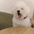 댕댕이이발관 이미지