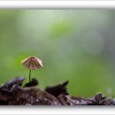 애기낙엽버섯(Marasmius siccus) - 2 이미지