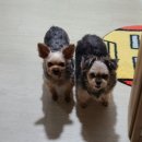 유자네 댕댕이 이미지