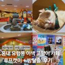 도장중 앞 | 홍대 놀거리 서울 고양이 카페 유럽풍 카페 루프캣미