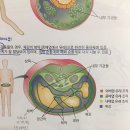 3권 19장 발생학 p.122 체벽 이미지