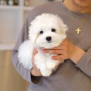 퍼피로운 이미지