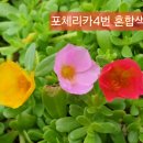 702033 Daum카페