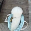 루이독 | 루이독 어라운드백 강아지이동가방 강아지쿠션백
