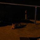 섬초롱민박 이미지