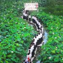 양수리 두물머리길 이미지