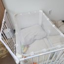 라라도그 이미지