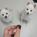 발편한동물병원 | 반려동물면역력 강아지피부영양제 가려움증 해결 마음반려몰 고함량영양제 솔직리뷰