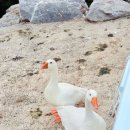 용인 자작나무숲 펜션 | 경기도 용인자작나무숲 봄꽃축제