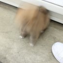 야옹아 멍멍해봐 강아지고양이 충남서산점 이미지