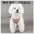 코리아 애견 이미지