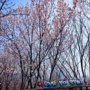 서울숲 무지개터널 앞 | 응봉산 개나리축제 서울숲 벚꽃 실시간 꽃사슴방사장